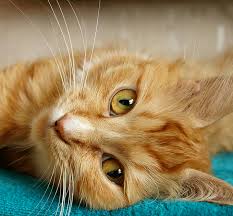 Chat