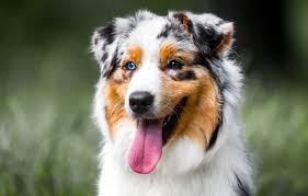 Chien